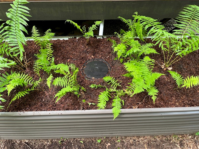 Greywater mulch basin with native ferns