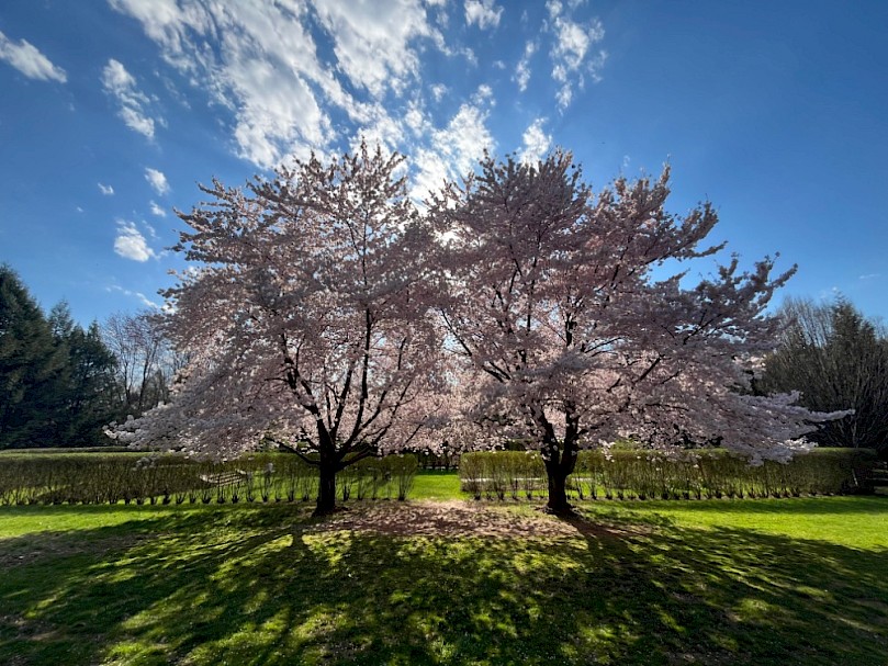 Cherry trees in bloom
